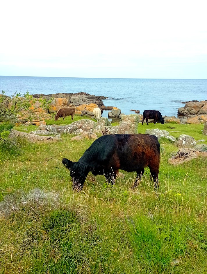 Pasoucí se krávy na zelených pastvinách na ostrově Bornholm v Dánsku.